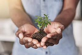 Hands cupping a small sapling with soil — nurturing growth and environmental care